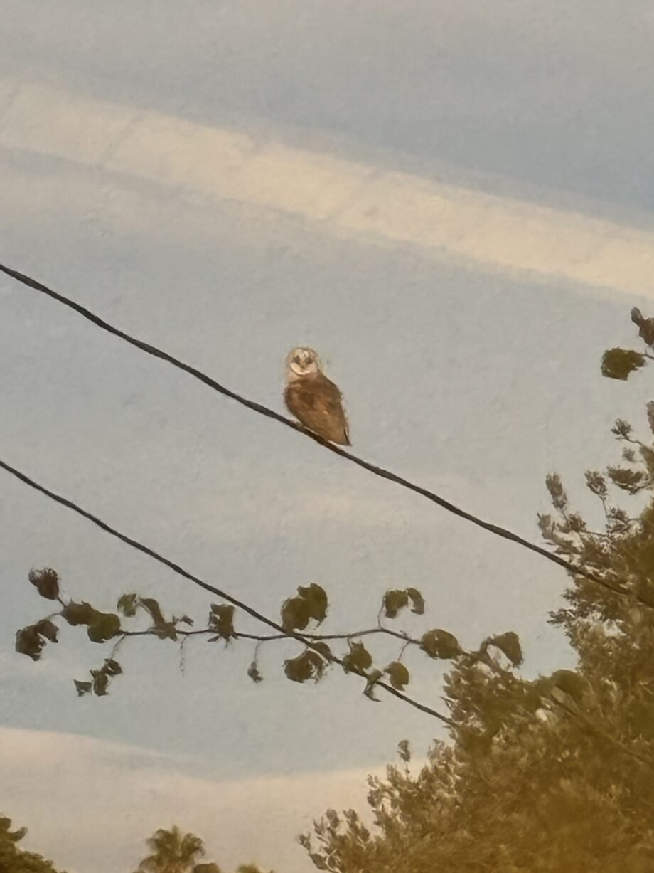 an owl perches on a telephone wire at dusk last night
